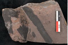 Foto (Detailansicht) von Noeggerathia palmaeformis Goeppert (NHMW-GEO-2024-0188-10751)